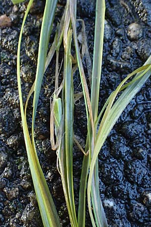 Zannichellia palustris \ Teichfaden / Horned Pondweed, D Karlsruhe 30.10.2025