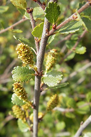 Betula nana \ Zwerg-Birke / Dwarf Birch, D Botan. Gar.  Universit.  Mainz 11.7.2009