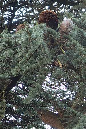 Cedrus libani \ Libanon-Zeder / Cedar of Lebanon, D Weinheim an der Bergstra&szlig;e 14.3.2018