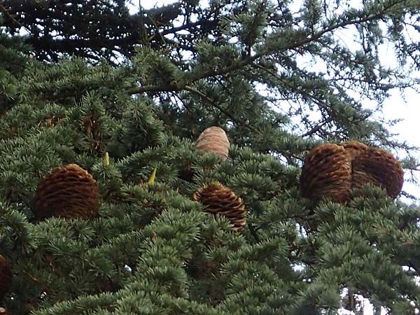 Cedrus libani \ Libanon-Zeder / Cedar of Lebanon, D Weinheim an der Bergstra&szlig;e 14.3.2018