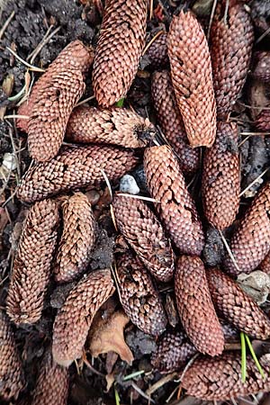 Cedrus libani \ Libanon-Zeder / Cedar of Lebanon, D Weinheim an der Bergstra&szlig;e, Botan. Gar.  Hermannshof 13.2.2019