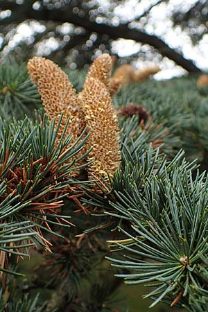 Cedrus libani \ Libanon-Zeder / Cedar of Lebanon, D Weinheim an der Bergstra&szlig;e 22.10.2020