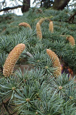 Cedrus libani \ Libanon-Zeder / Cedar of Lebanon, D Weinheim an der Bergstra&szlig;e 22.10.2020
