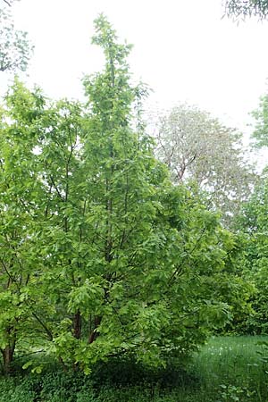 Quercus cerris \ Zerr-Eiche / Turkey Oak, D Mannheim 13.5.2021