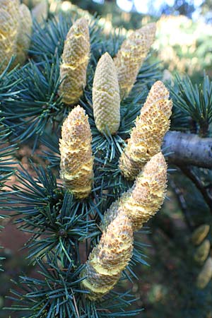 Cedrus libani \ Libanon-Zeder / Cedar of Lebanon, D Weinheim an der Bergstra&szlig;e 10.10.2021