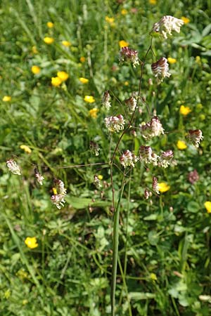 Briza media \ Gew�hnliches Zittergras / Common Quaking Grass, D Pfronten 28.6.2016