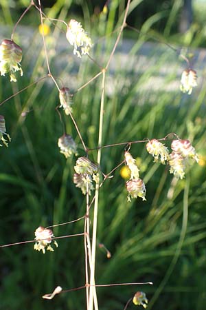 Briza media \ Gew�hnliches Zittergras / Common Quaking Grass, D Pfronten 28.6.2016