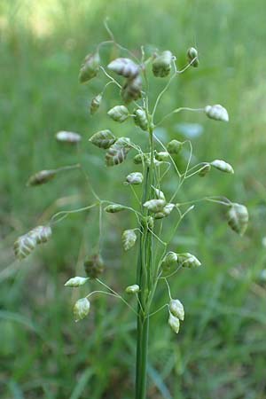 Briza media \ Gew�hnliches Zittergras / Common Quaking Grass, D Ketsch 21.5.2020