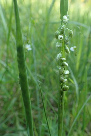 Briza media \ Gew�hnliches Zittergras / Common Quaking Grass, D Ketsch 21.5.2020