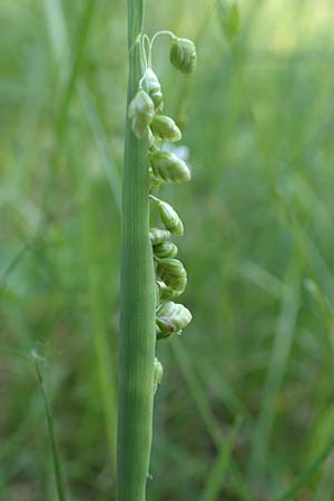 Briza media \ Gew�hnliches Zittergras / Common Quaking Grass, D Ketsch 21.5.2020