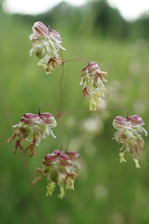 Briza media \ Gew�hnliches Zittergras / Common Quaking Grass, D Kehl 22.5.2020