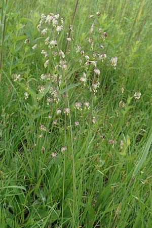 Briza media \ Gew�hnliches Zittergras / Common Quaking Grass, D Kehl 22.5.2020
