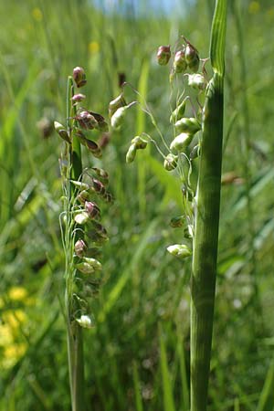 Briza media \ Gew�hnliches Zittergras / Common Quaking Grass, D Oberlaudenbach 31.5.2021