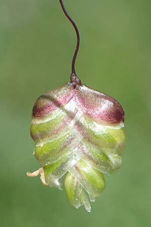 Briza media \ Gew�hnliches Zittergras / Common Quaking Grass, D Neuleiningen 13.6.2021