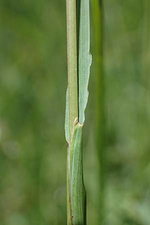 Briza media \ Gew�hnliches Zittergras / Common Quaking Grass, D Neuleiningen 13.6.2021