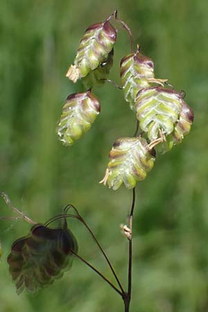 Briza media \ Gew�hnliches Zittergras / Common Quaking Grass, D Neuleiningen 13.6.2021