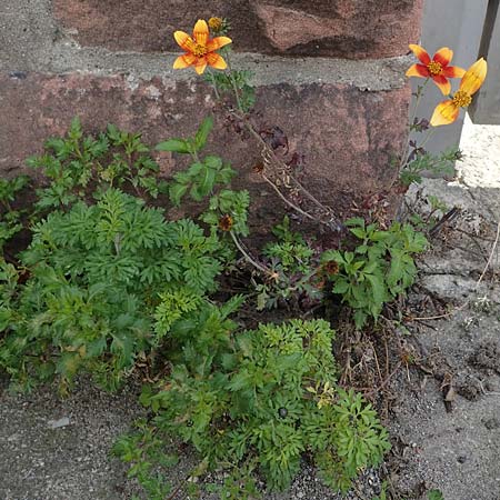 Bidens ferulifolia ? \ Fenchelbl�ttriger Zweizahn, Goldmarie / Fern-Leaved Beggarticks, D Mutterstadt 11.10.2020