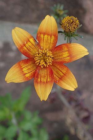 Bidens ferulifolia ? \ Fenchelbl�ttriger Zweizahn, Goldmarie / Fern-Leaved Beggarticks, D Mutterstadt 11.10.2020