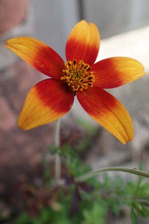 Bidens ferulifolia ? \ Fenchelbl�ttriger Zweizahn, Goldmarie / Fern-Leaved Beggarticks, D Mutterstadt 11.10.2020