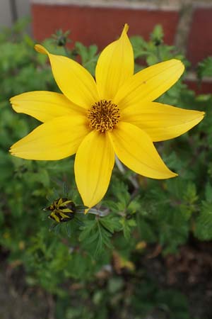 Bidens ferulifolia ? \ Fenchelbl�ttriger Zweizahn, Goldmarie / Fern-Leaved Beggarticks, D Mutterstadt 11.10.2020