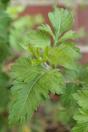 Bidens ferulifolia ? \ Fenchelbl�ttriger Zweizahn, Goldmarie / Fern-Leaved Beggarticks, D Mutterstadt 11.10.2020