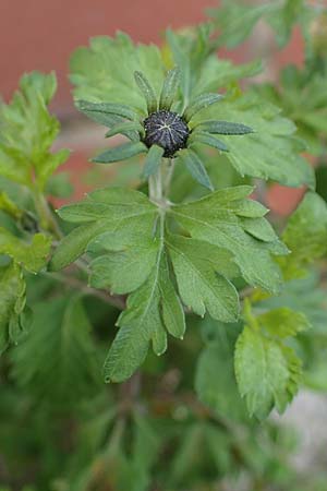 Bidens ferulifolia ? \ Fenchelbl�ttriger Zweizahn, Goldmarie / Fern-Leaved Beggarticks, D Mutterstadt 11.10.2020