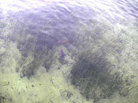Zostera marina \ Gew�hnliches Seegras / Eelgrass, D Fehmarn 15.8.2010