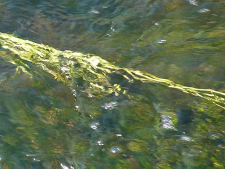 Zannichellia palustris \ Teichfaden / Horned Pondweed, D Runkel an der Lahn 22.8.2015
