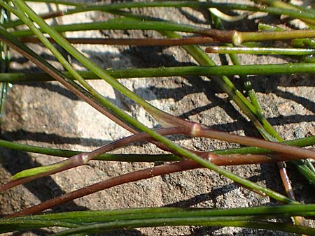 Zannichellia palustris \ Teichfaden / Horned Pondweed, D Runkel an der Lahn 22.8.2015