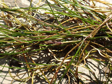 Zannichellia palustris \ Teichfaden / Horned Pondweed, D Runkel an der Lahn 22.8.2015
