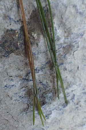 Zannichellia palustris \ Teichfaden / Horned Pondweed, D Runkel an der Lahn 22.8.2015
