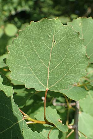 Populus tremula \ Zitter-Pappel, Espe / Aspen, D Pfronten 28.6.2016