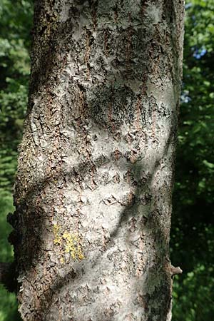 Populus tremula \ Zitter-Pappel, Espe / Aspen, D Pfronten 28.6.2016
