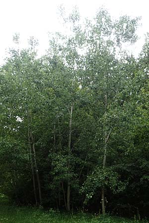 Populus tremula \ Zitter-Pappel, Espe / Aspen, D Fridingen 26.6.2018