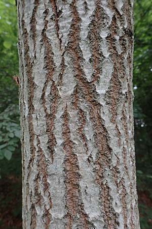 Populus tremula \ Zitter-Pappel, Espe / Aspen, D Fridingen 26.6.2018