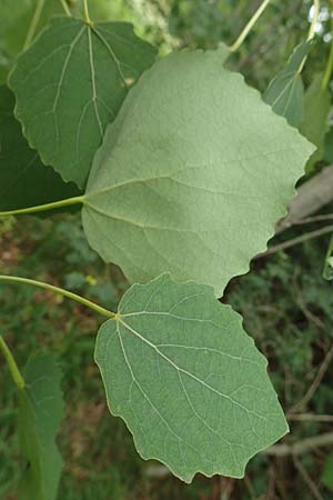 Populus tremula \ Zitter-Pappel, Espe / Aspen, D Fridingen 26.6.2018