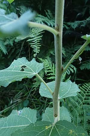 Populus tremula \ Zitter-Pappel, Espe / Aspen, D Neckarsteinach 24.8.2024