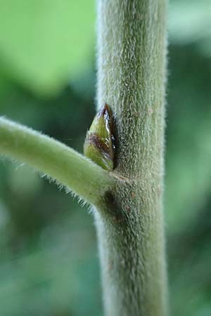 Populus tremula \ Zitter-Pappel, Espe / Aspen, D Neckarsteinach 24.8.2024