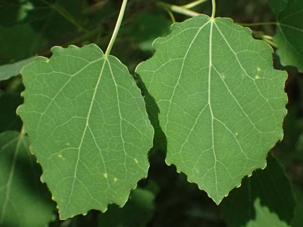 Populus tremula \ Zitter-Pappel, Espe / Aspen, D Mannheim 17.5.2025