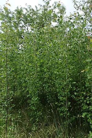 Populus tremula \ Zitter-Pappel, Espe / Aspen, D Mannheim 17.5.2025