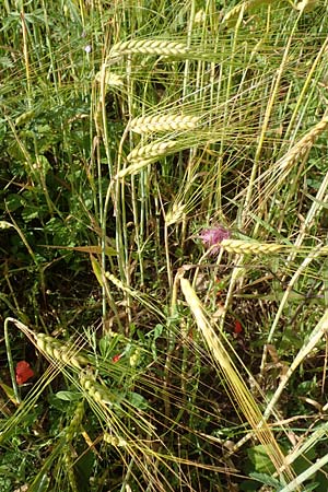 Hordeum distichon, Zweizeilige Gerste