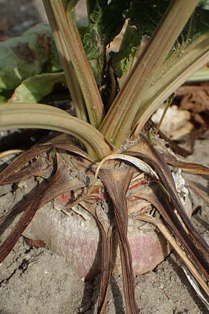 Beta vulgaris var. vulgaris \ Futter-R�be, Zucker-R�be / Beet, D R&ouml;merberg 30.8.2022
