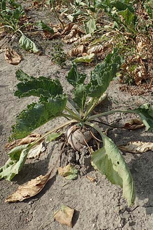 Beta vulgaris var. vulgaris \ Futter-R�be, Zucker-R�be / Beet, D R&ouml;merberg 30.8.2022