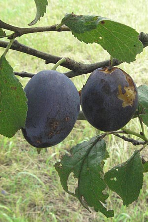 Prunus domestica subsp. domestica \ Zwetschge, Pflaume / Plum, D Babenhausen 11.8.2007