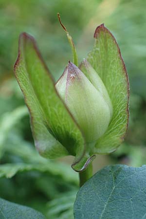 Calystegia sepium \ Echte Zaun-Winde / Hedge Bindweed, D Ludwigshafen 29.8.2018