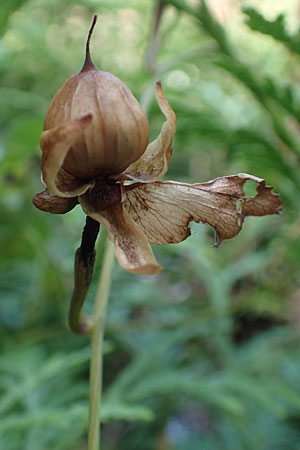 Calystegia sepium \ Echte Zaun-Winde / Hedge Bindweed, D Ludwigshafen 29.8.2018