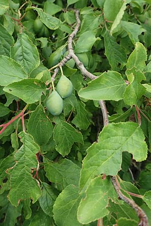 Prunus domestica subsp. domestica, Zwetschge, Pflaume