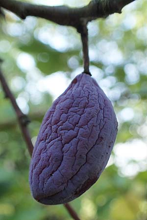 Prunus domestica subsp. domestica \ Zwetschge, Pflaume / Plum, D Soest 22.8.2022