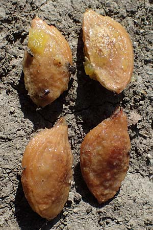 Prunus domestica subsp. domestica \ Zwetschge, Pflaume / Plum, D Soest 22.8.2022