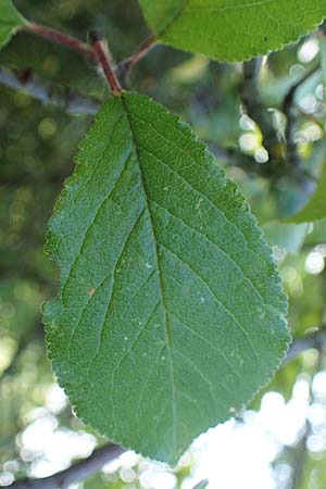 Prunus domestica subsp. domestica \ Zwetschge, Pflaume / Plum, D Soest 22.8.2022
